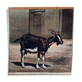 Displays educational goat, 1916