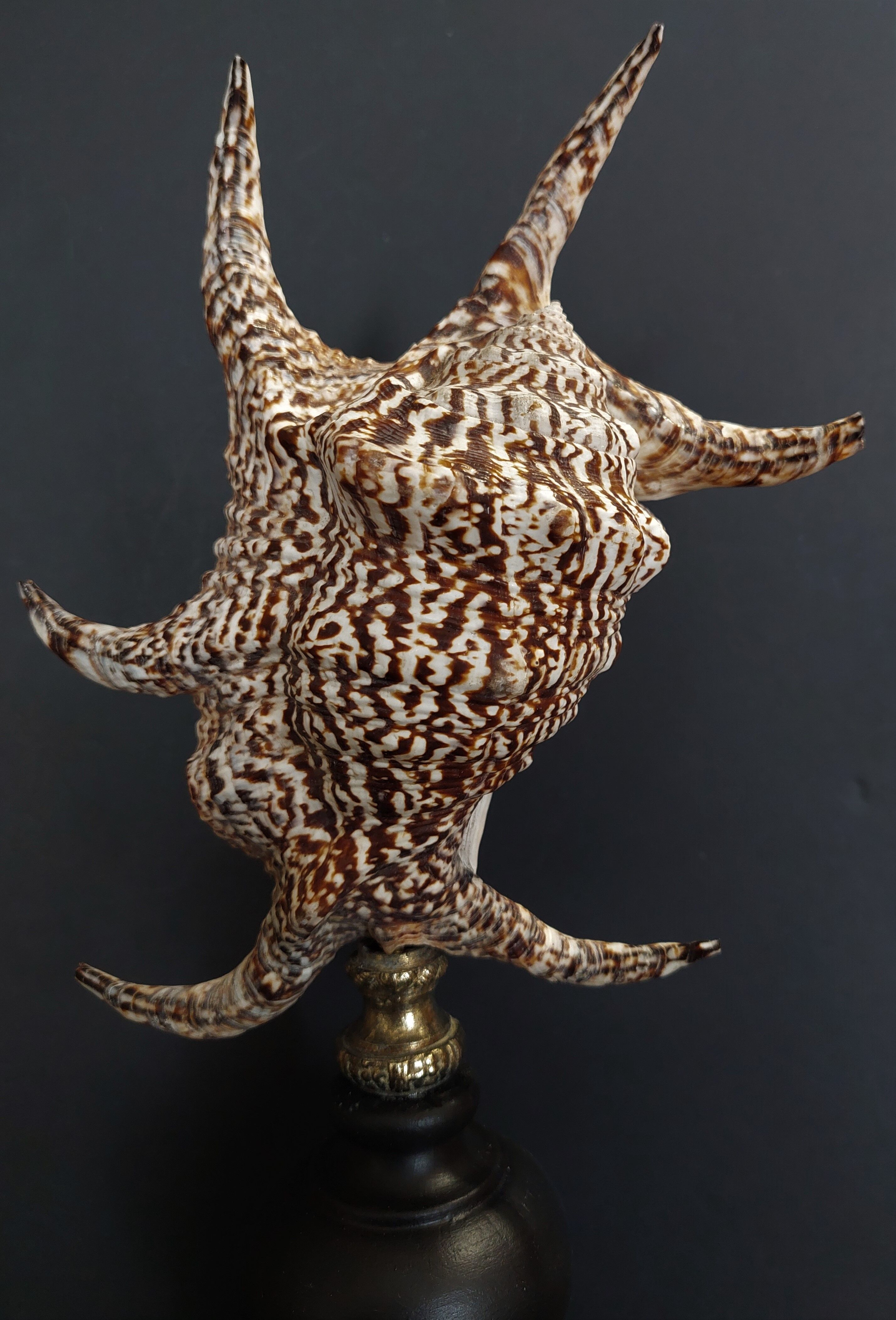 Cabinet of Curiosities shell harpago chiragra on base