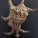 Cabinet of Curiosities shell harpago chiragra on base