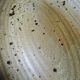 Large oval serving dish in vintage Salins handmade stoneware/ceramics from the 1960s.