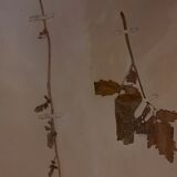 19th herbarium plank