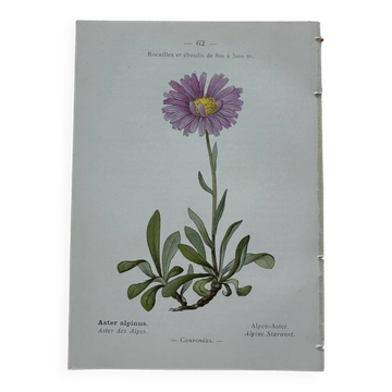 French botanical plate 18th century double-sided
