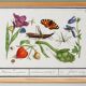 Small poster about insects and flowers (physalis)