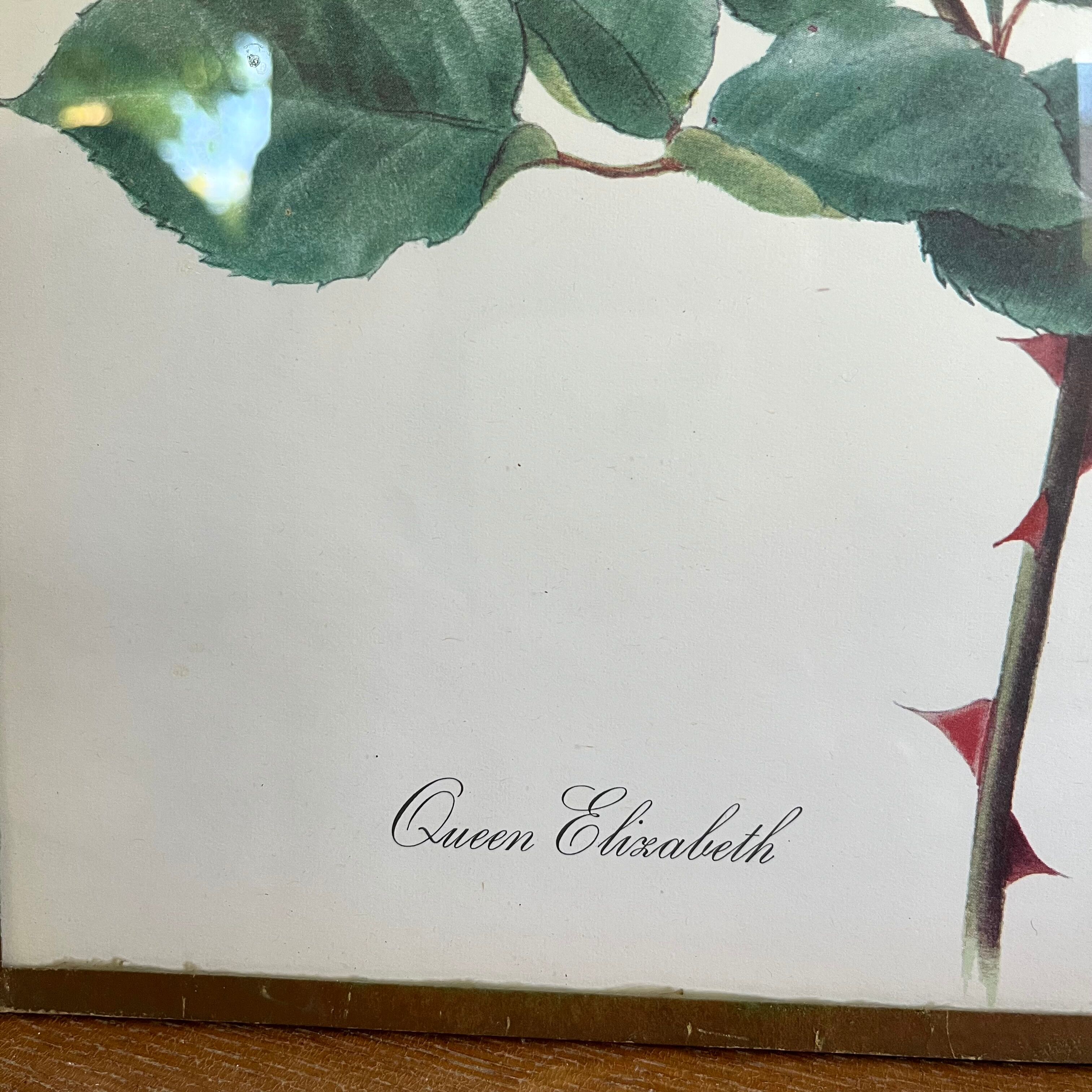 Pair of vintage botanical boards