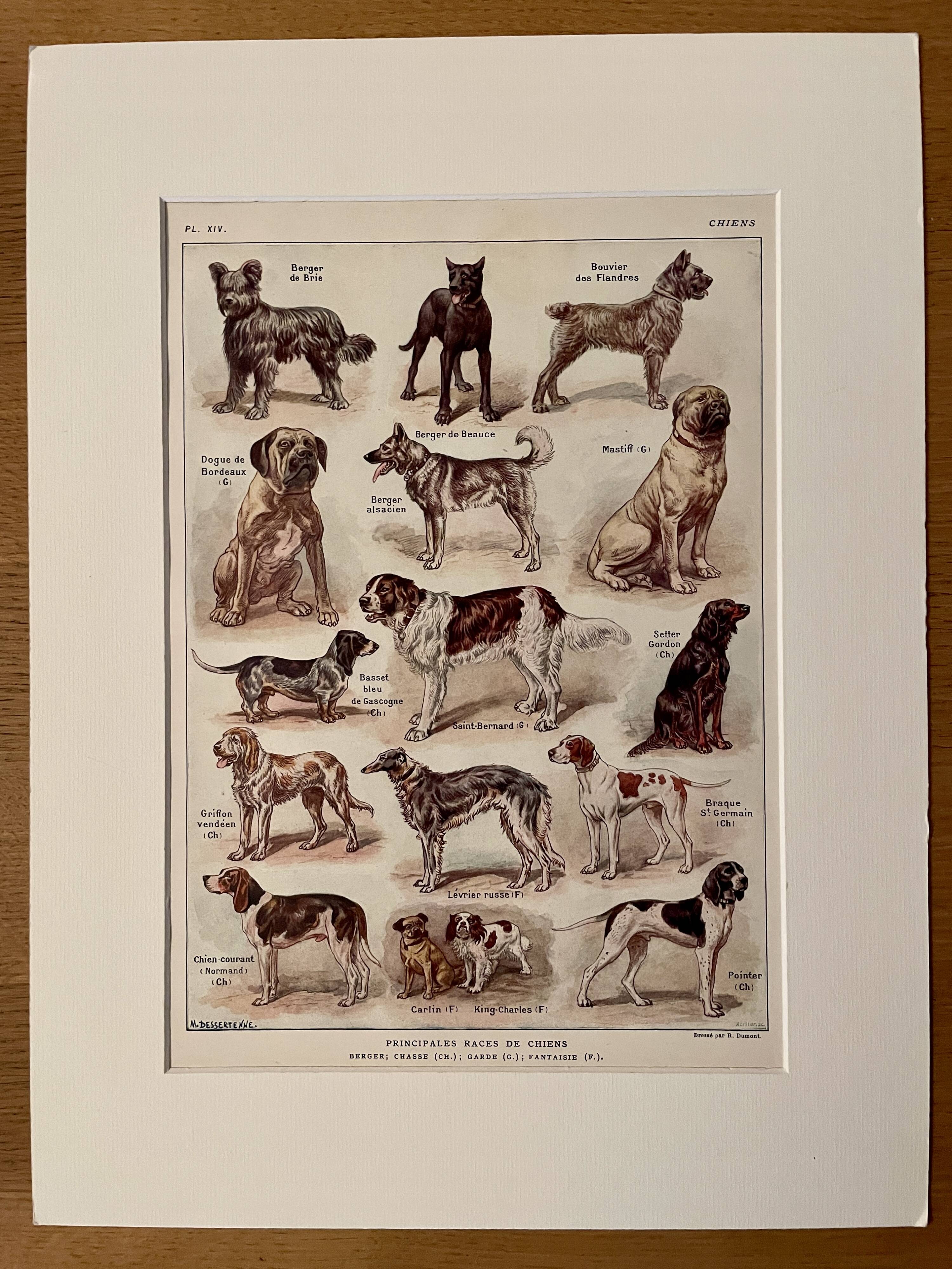 Lithographie sur les chiens - 1920