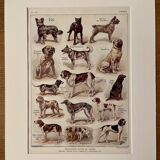 Lithograph on dogs - 1920