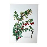 Cotton botanical board