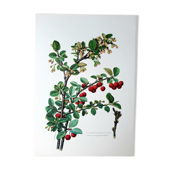 Planche botanique cotonnier