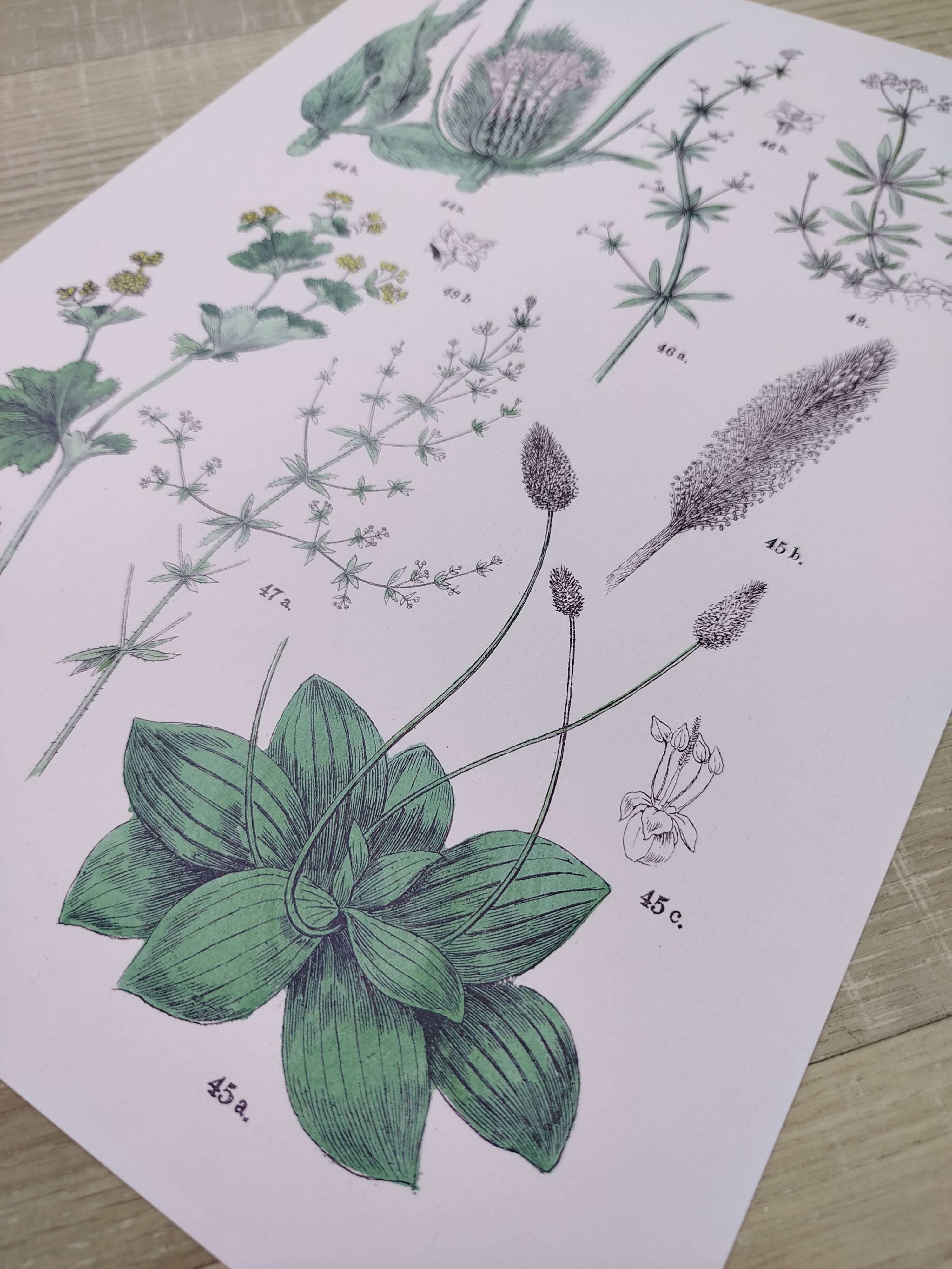 Affiche sur les plantes d'après une gravure de 1881 "plantain"