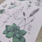 Affiche sur les plantes d'après une gravure de 1881 "plantain"