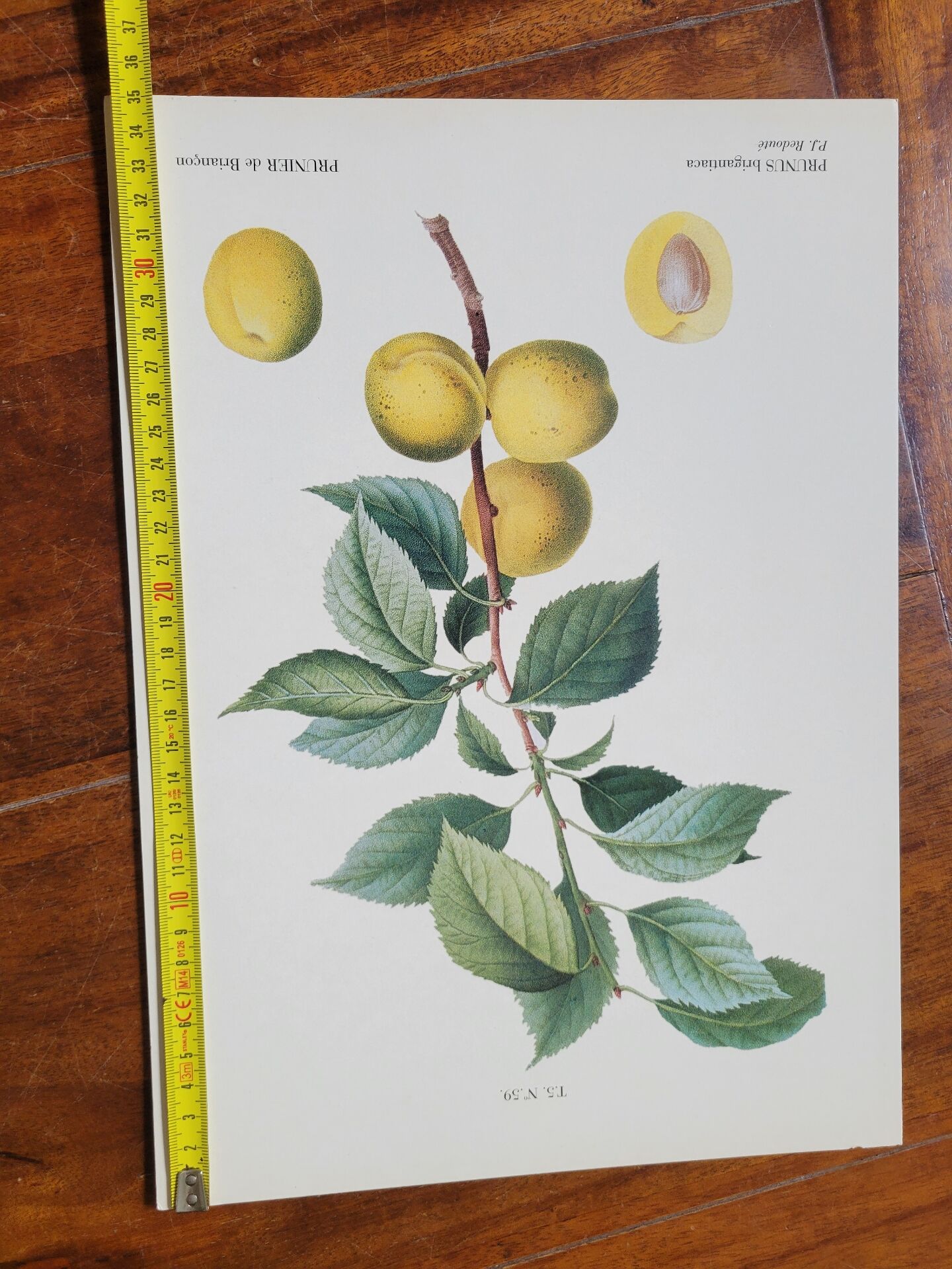 Planche botanique Prunier de JP Redouté