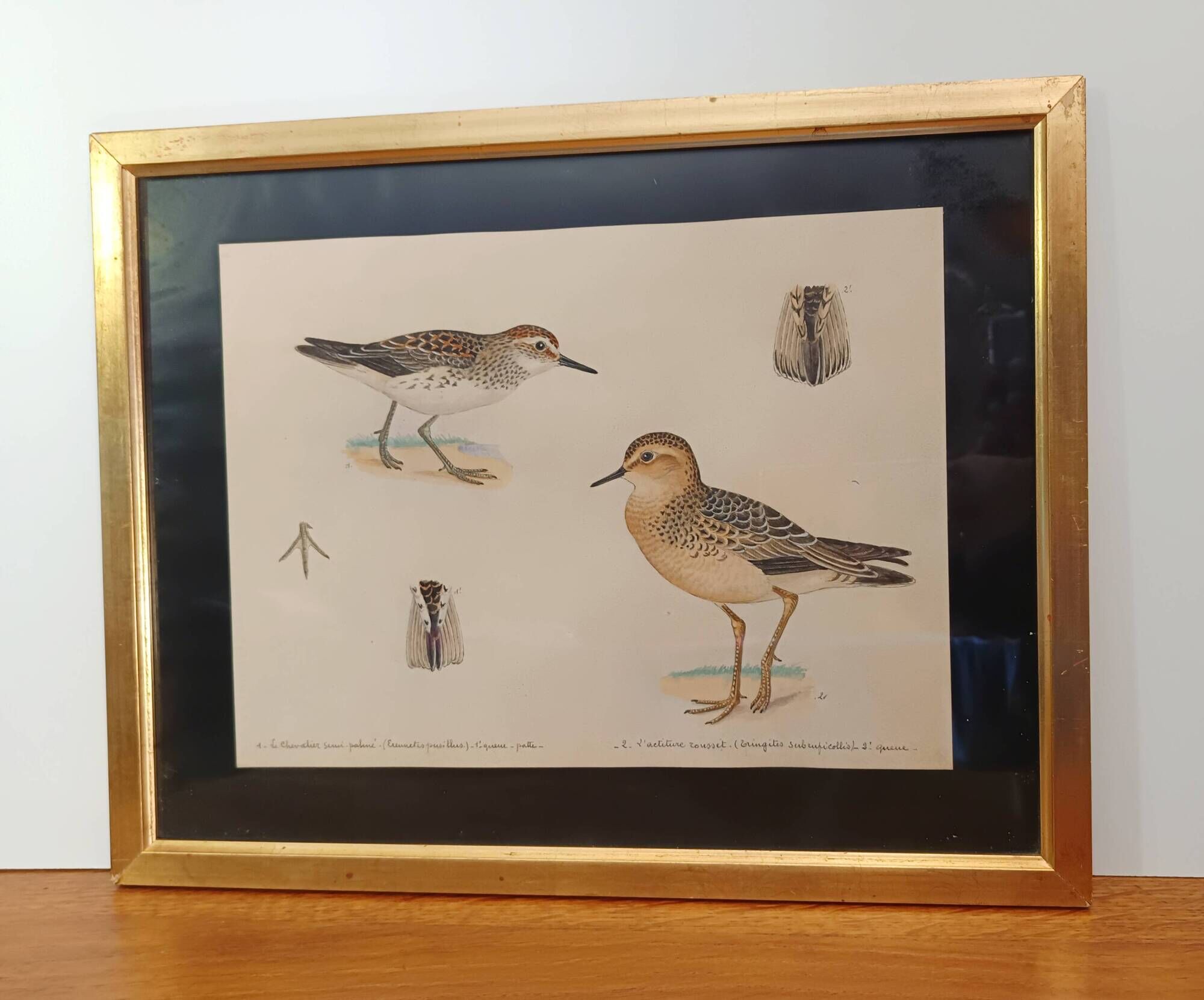 Old ornithological watercolor