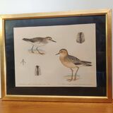 Old ornithological watercolor
