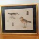 Old ornithological watercolor