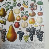 Lithograph on fruits from 1928