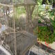 Ancient wrought iron bird cage and welded iron