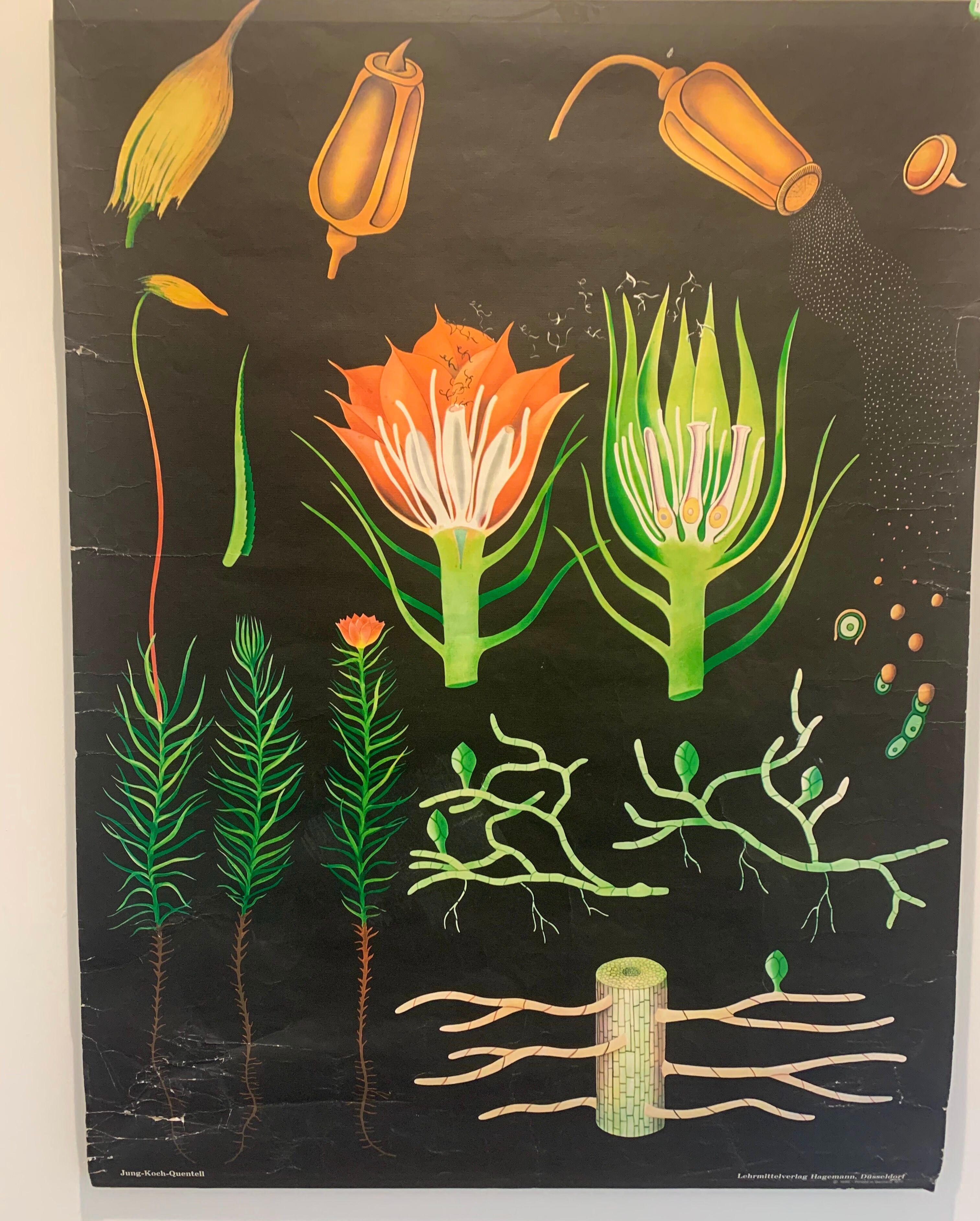 Vintage school teaching chart