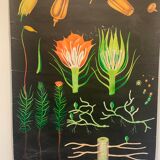 Vintage school teaching chart