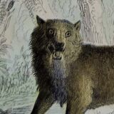 Planche zoologique originale " Loup - Renard " Buffon 1840