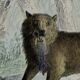 Planche zoologique originale " Loup - Renard " Buffon 1840
