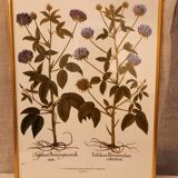 Framed botanical boards, under glass, gilded frame