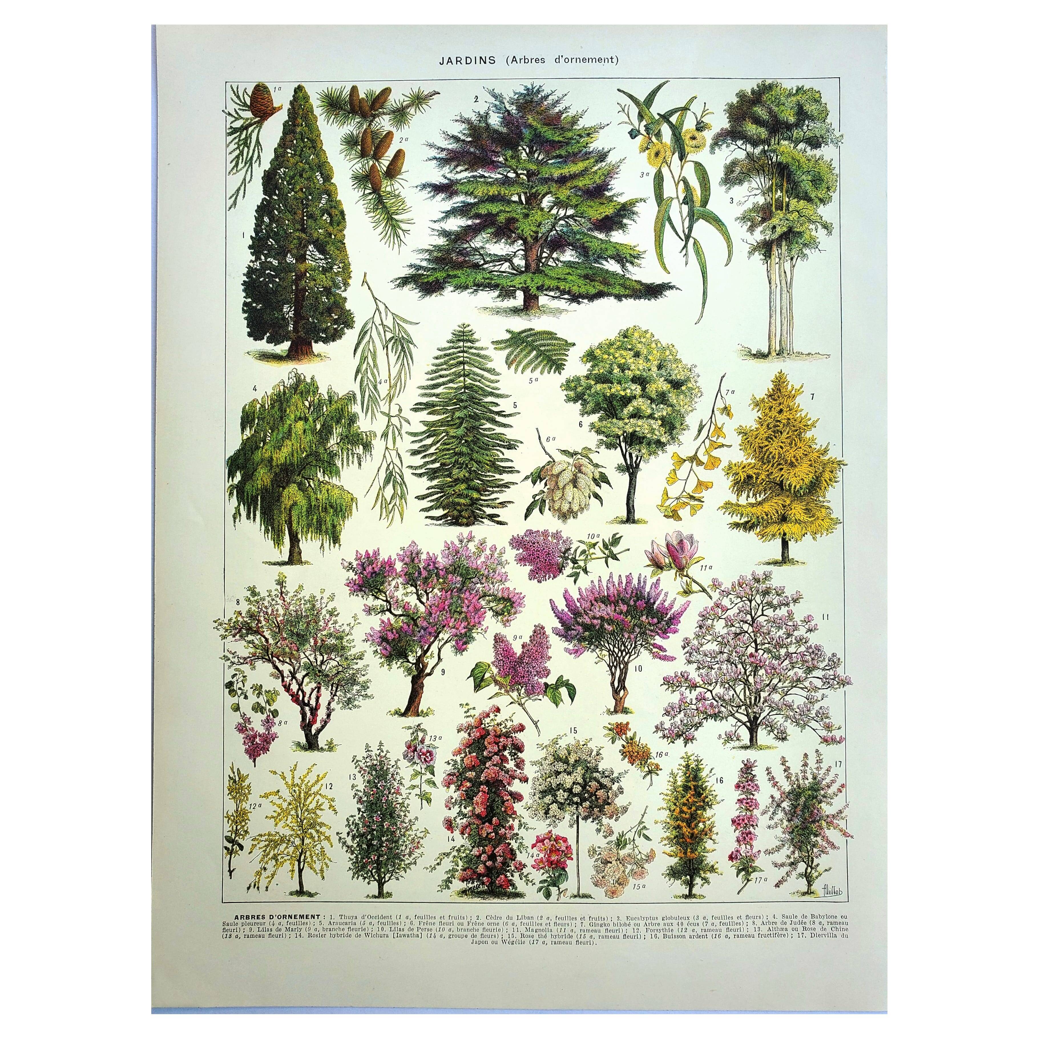 Old engraving - 1928 - Gardens by A. Millot - Lithograph of a tree