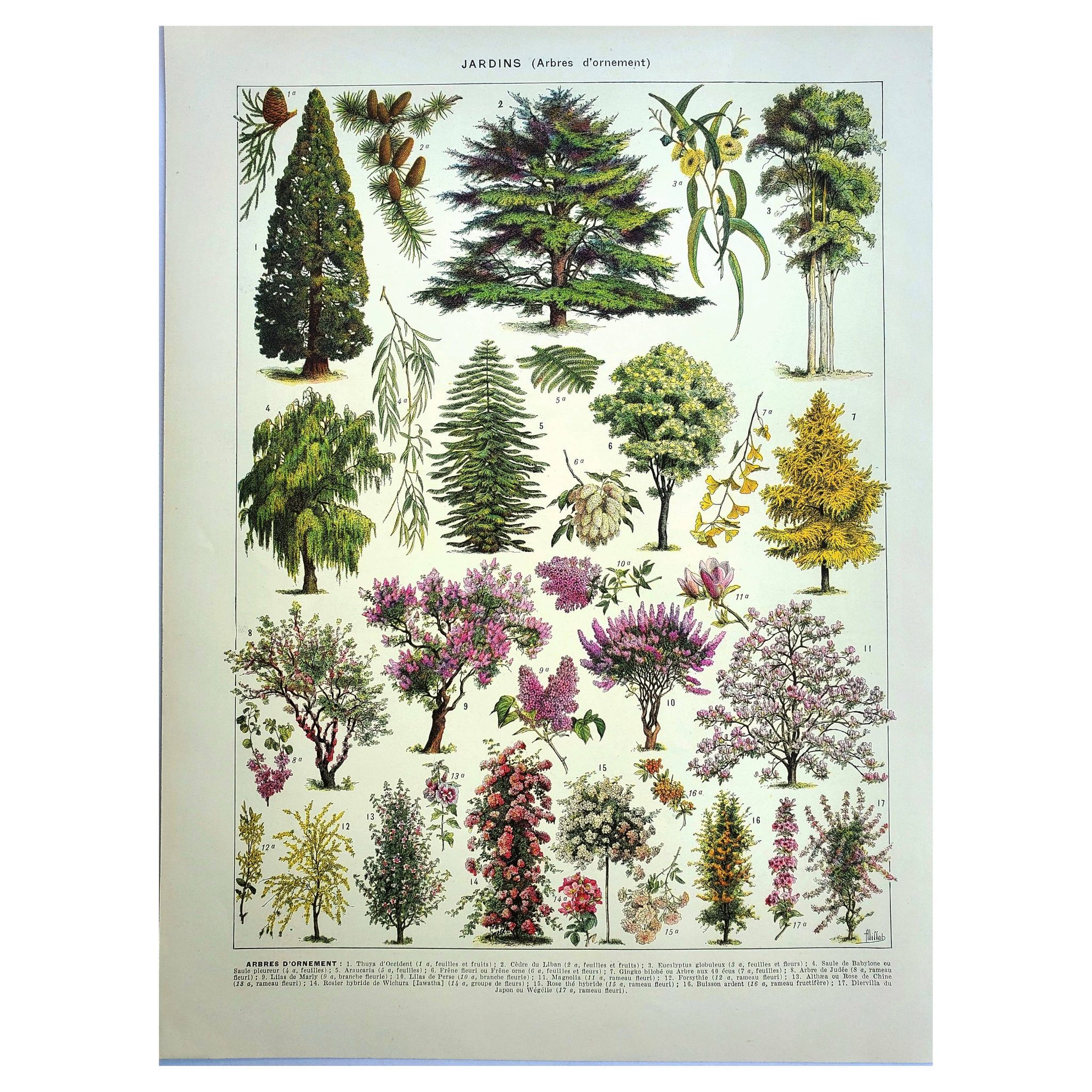 Gravure ancienne - 1928 - Jardins par A. Millot - Lithographie arbre