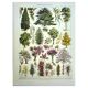 Old engraving - 1928 - Gardens by A. Millot - Lithograph of a tree
