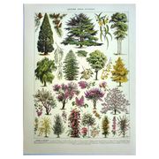 Gravure ancienne - 1928 - Jardins par A. Millot - Lithographie arbre