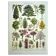 Old engraving - 1928 - Gardens by A. Millot - Lithograph of a tree