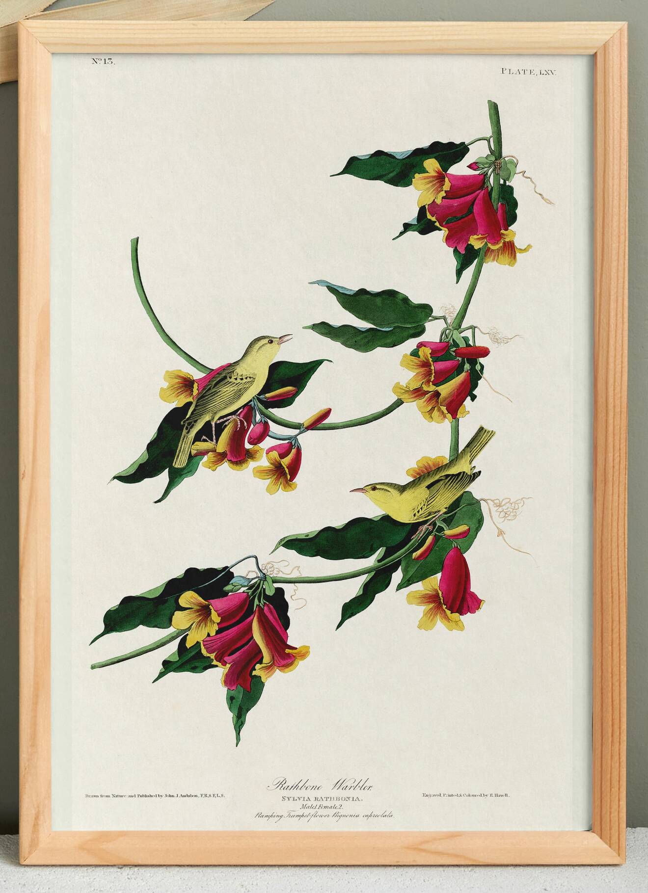 Poster about the Warbler, based on an old engraving from 1827.