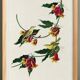 Poster about the Warbler, based on an old engraving from 1827.