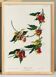 Poster about the Warbler, based on an old engraving from 1827.