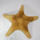 Ancient natural sea star
