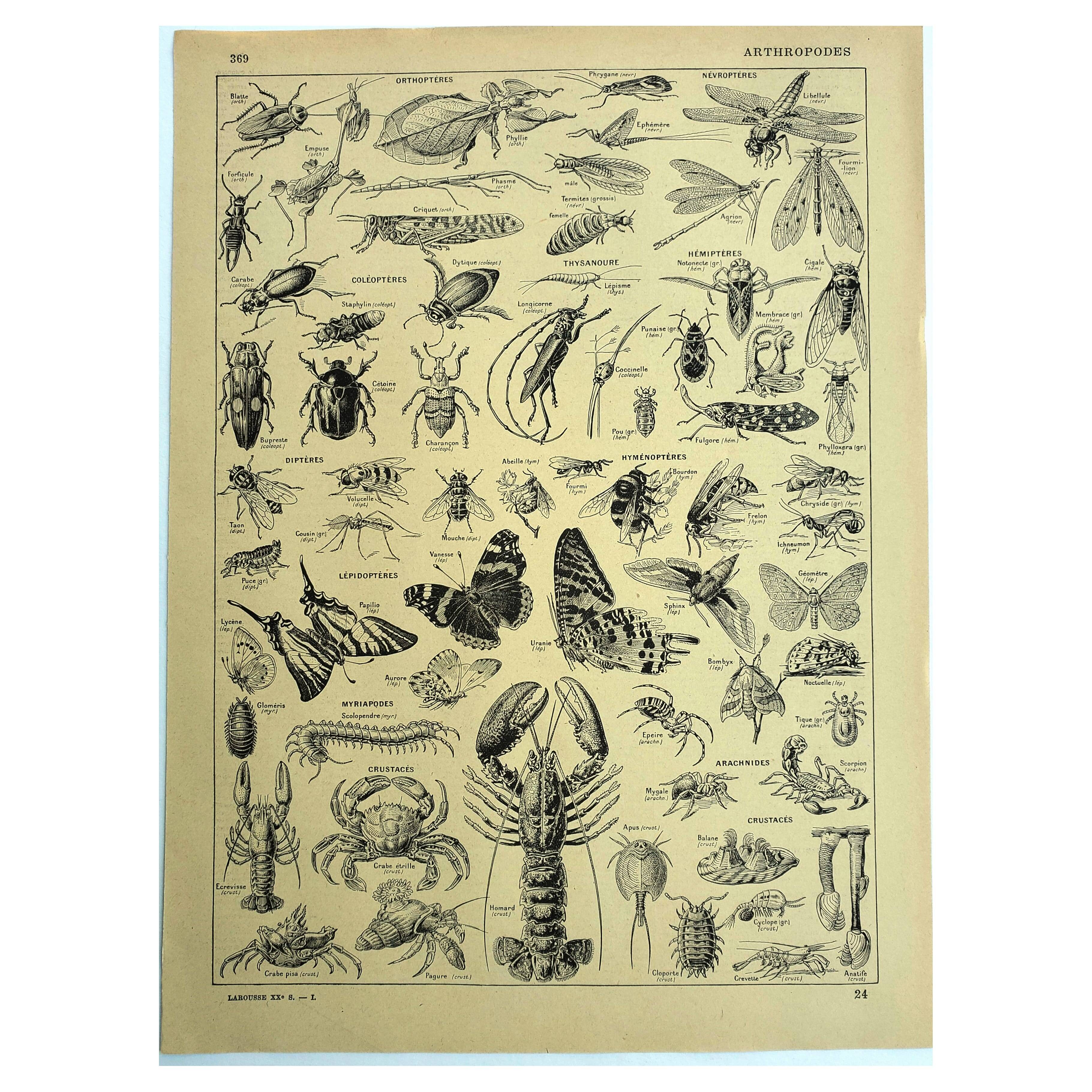 Antique engraving 1928 - Athropods, insect, crustacean, butterfly