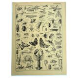 Gravure ancienne 1928 - Athropodes, insecte, crustacé, papillon