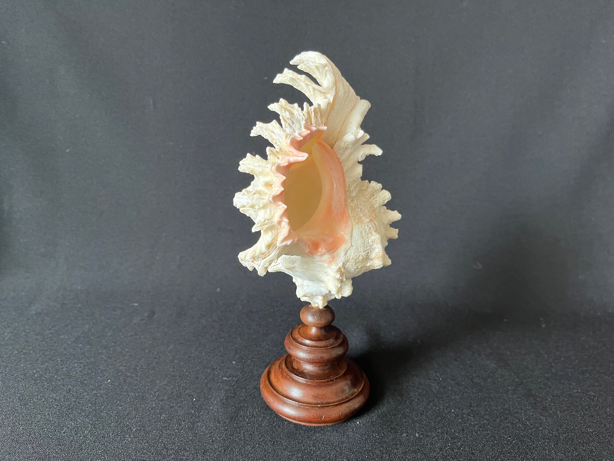 Murex Ramosus shell on turned wooden boxwood base old cabinet of curiosities