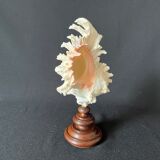 Murex Ramosus shell on turned wooden boxwood base old cabinet of curiosities