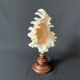 Murex Ramosus shell on turned wooden boxwood base old cabinet of curiosities