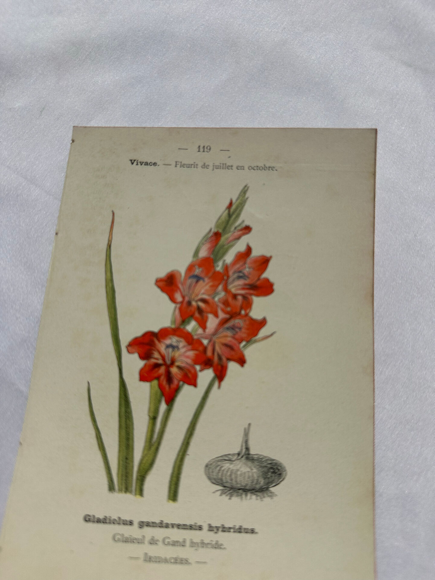 🌿 Botanical Plate Old Naturalist Engraving 19th Century Double-Sided A