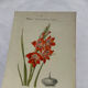 🌿 Botanical Plate Old Naturalist Engraving 19th Century Double-Sided A