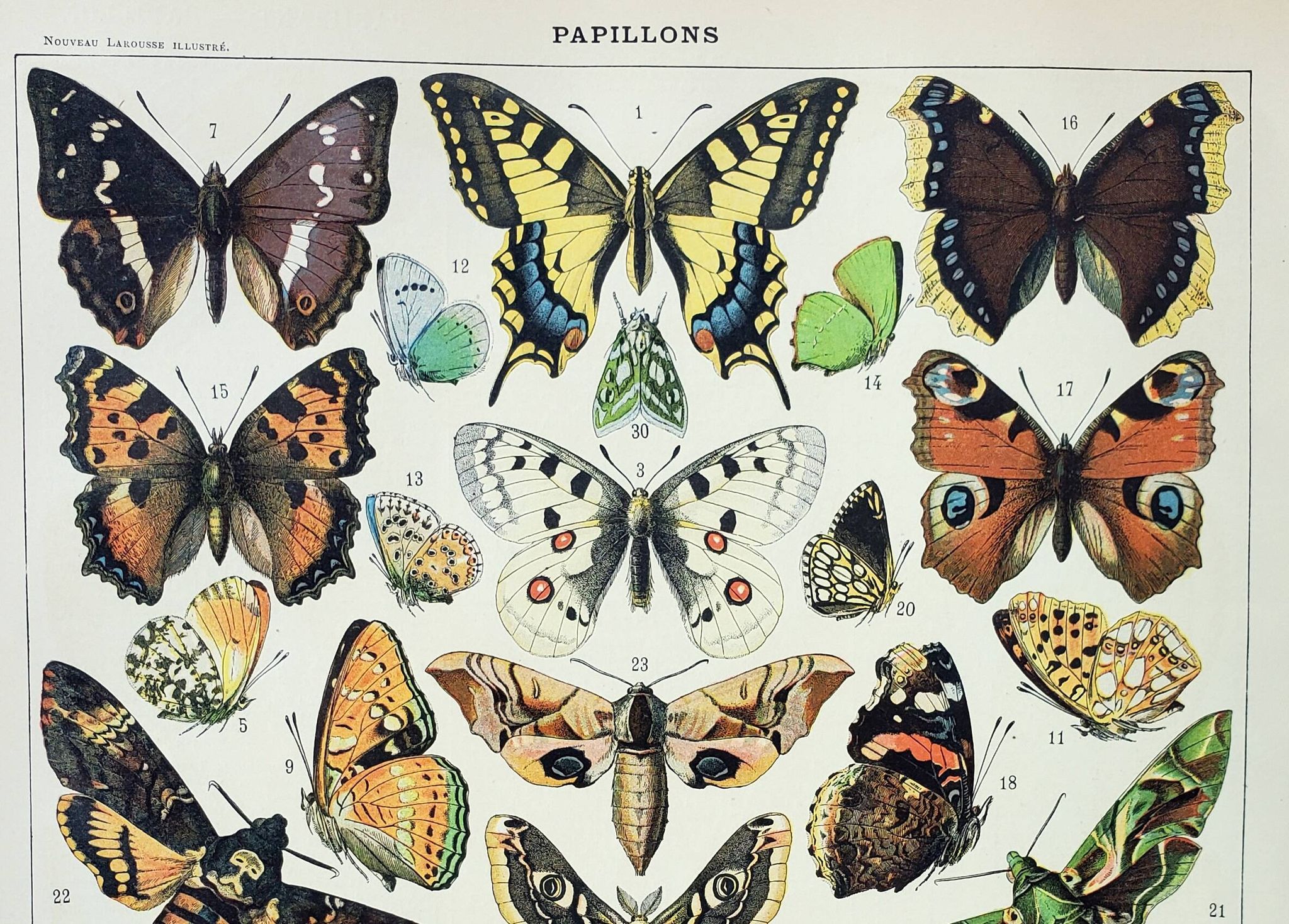 Antique engraving 1898, Butterflies of Europe, insects • Lithograph, original illustration