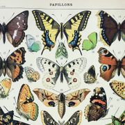 Antique engraving 1898, Butterflies of Europe, insects • Lithograph, original illustration