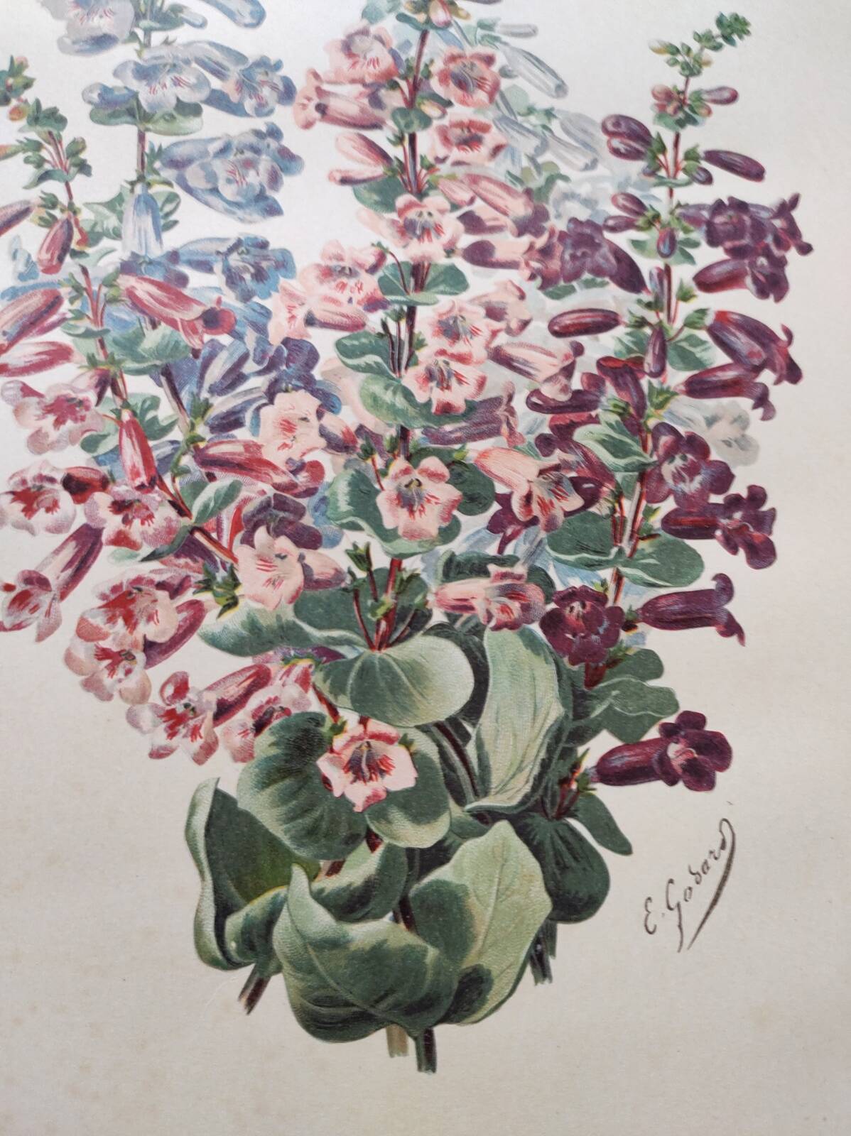 Gravure Fleur de 1897 - Pentstemon Murrayanus Var. - Planche botanique ancienne E.Godard