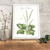 Plantain botanical plate