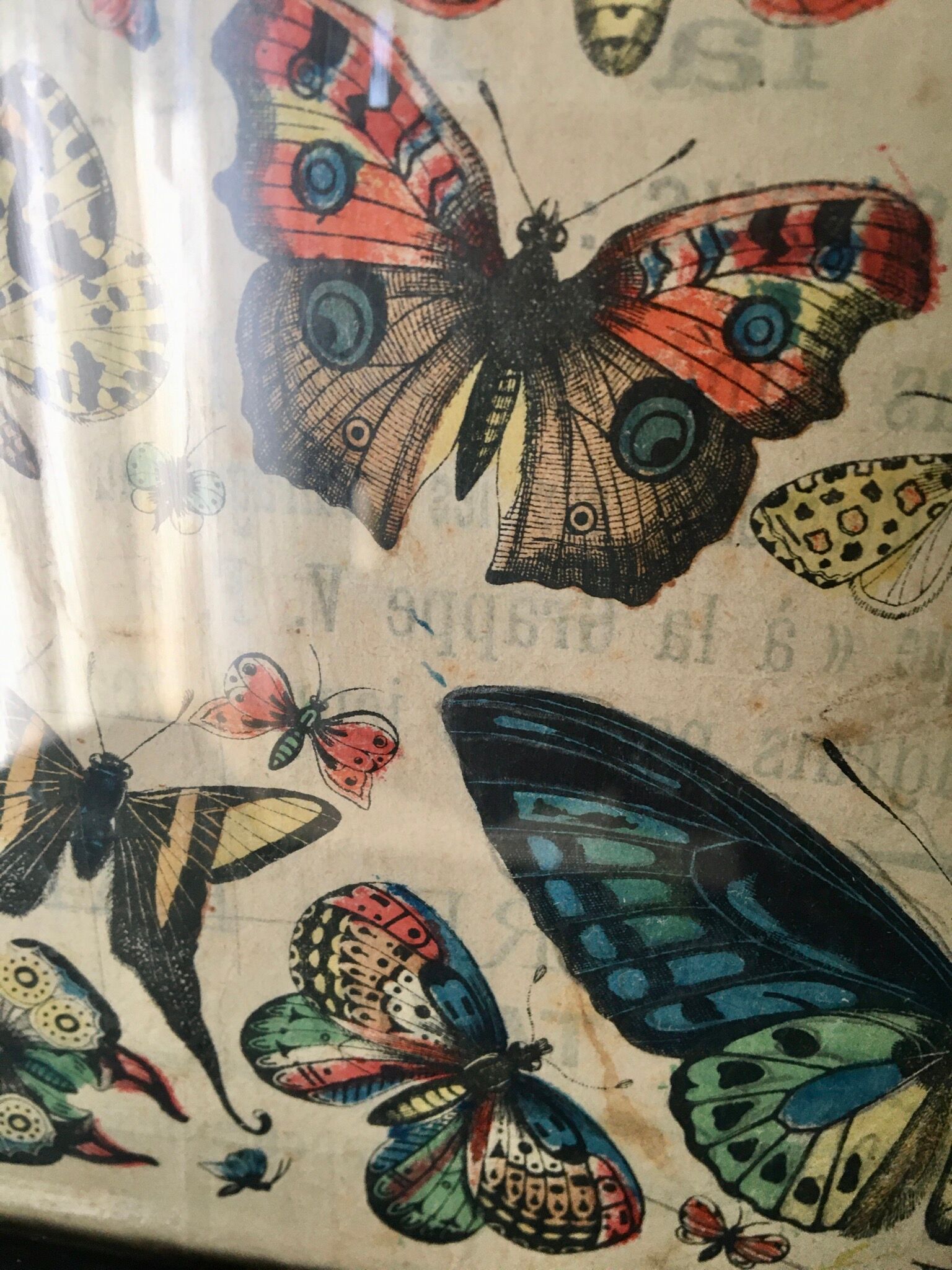 Naturalist butterfly poster, early 20th century