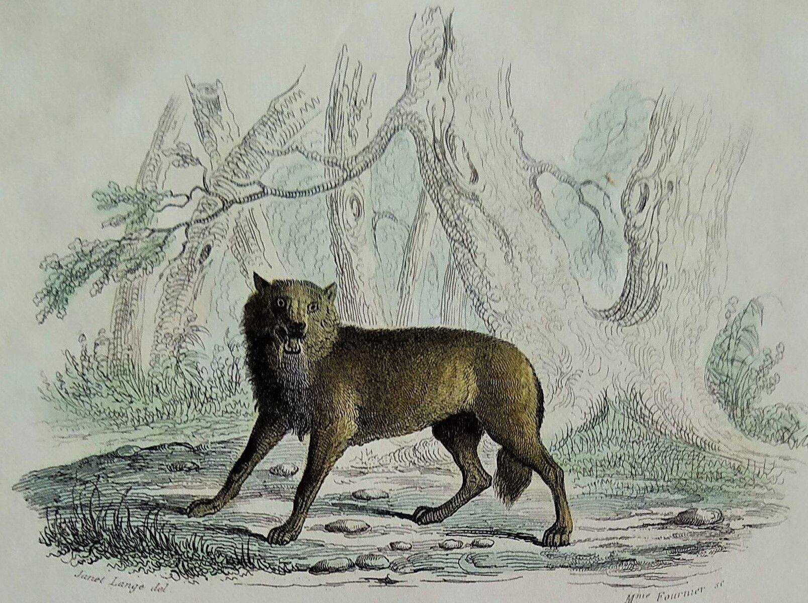 Planche zoologique originale " Loup - Renard " Buffon 1840