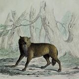 Planche zoologique originale " Loup - Renard " Buffon 1840