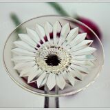 Set of 6 wine glasses from the Rhine Roemer Baccarat Crystal model S1132