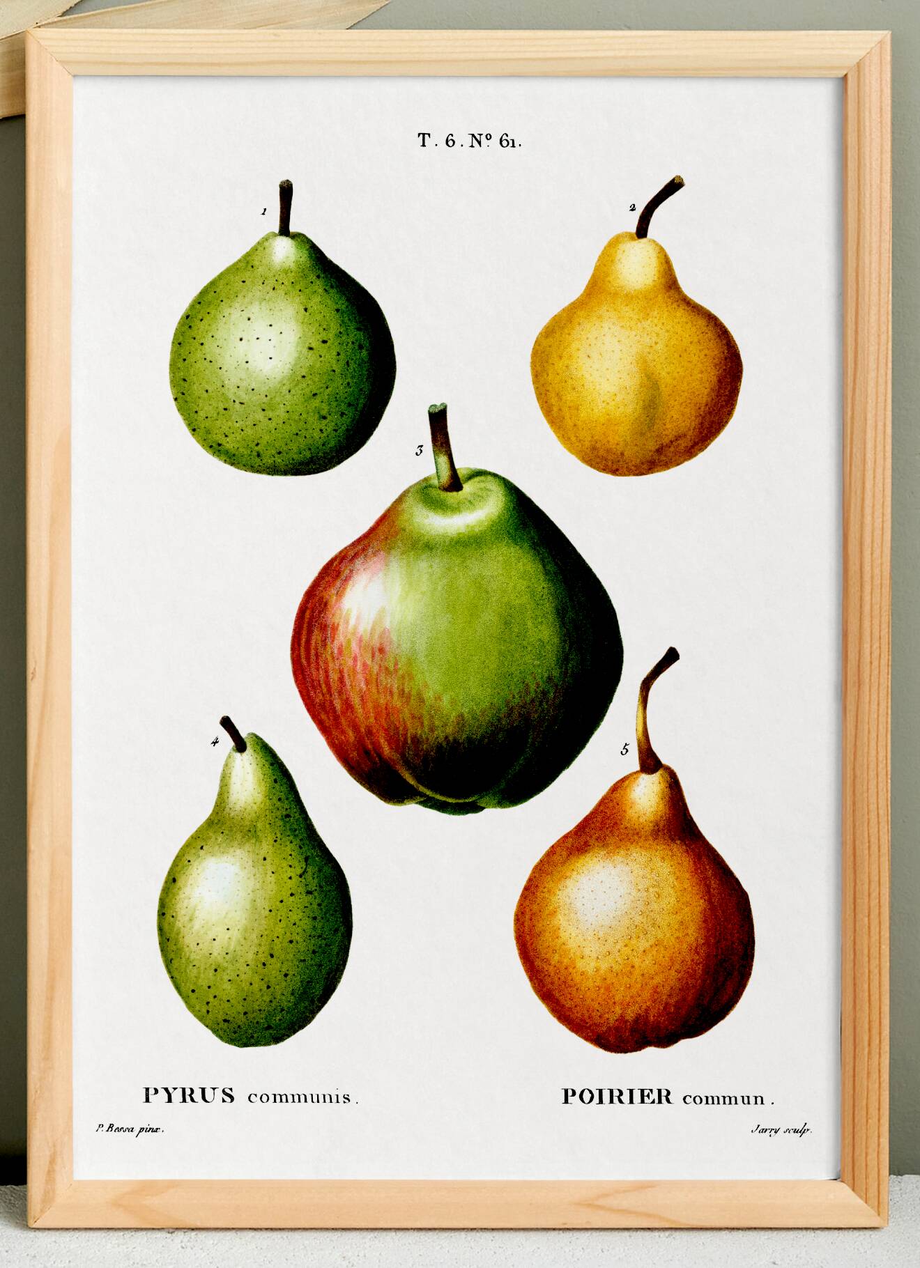 Poster about pears, based on an old engraving from 1802